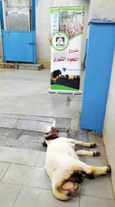 توزيع 5 خراف ضمن مشروع اللحوم الشهري في مؤسسة نماء-002