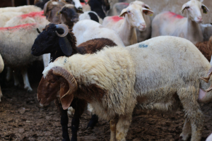 أكثر من ١٩٠٠ أضحية ضمن مشروع سنّة الأضاحي لعام ١٤٤٥هـ : "أُضحيتُكُم أُجورٌ وسرور"