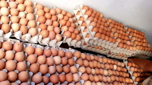 150 عائلة في طرابلس تستفيد من الوجبات الباردة ضمن مشروع "صنائع المعروف" خلال شهر أيلول