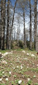 هايكينغ، ألعاب جماعية، أخوّة، وروح تنافسية.. طلاب عالم الفرقان يتألقون في مغامرة غابة العزر