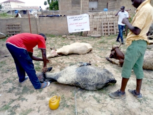 سنّة وفرحة بعيد الأضحى.. 3000 عائلة تستفيد من مشروع سنّة الأضاحي عبر مؤسسة نماء