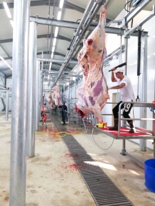 سنّة وفرحة بعيد الأضحى.. 3000 عائلة تستفيد من مشروع سنّة الأضاحي عبر مؤسسة نماء