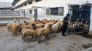 مشروع سنّة الأضاحي للعام 1442هـ: 7000 عائلة مستفيدة في لبنان