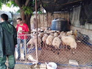 سنّة وفرحة بعيد الأضحى.. 5000 عائلة تستفيد من مشروع سنّة الأضاحي عبر مؤسسة نماء