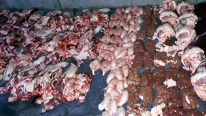 مشروع سنّة الأضاحي لعام 2020: 501 أضحية وأكثر من 1500 عائلة مستفيدة