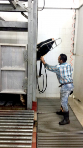 مشروع سنّة الأضاحي لعام 2020: 501 أضحية وأكثر من 1500 عائلة مستفيدة