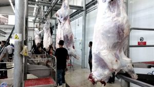 مشروع سنّة الأضاحي لعام 2020: 501 أضحية وأكثر من 1500 عائلة مستفيدة