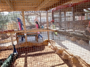 الأسبوع السادس والأخير من دورة (عالمي الصيفي) في طرابلس