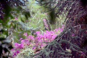 رحلة العيد لشابات المنتدى الشبابي في بيروت إلى مسبح فيلا المدهون