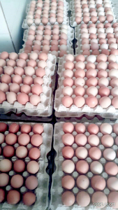 مؤسسة نماء في طرابلس تقدّم وجبات الإفطار والسحور لأكثر من 500 عائلة في العشر الأوائل من رمضان